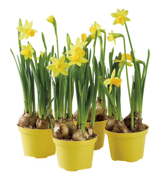 Påsklilja Mini Ø9 cm